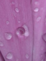 /album/fotogallerij/a2012-08-03-14-16-51-0090-jpg/